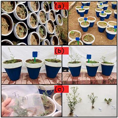 Use of Parthenium hysterophorus with synthetic chelator for enhanced uptake of cadmium and lead from contaminated soils—a step toward better public health